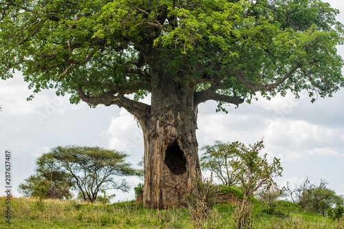 Baobab tree with big hollow in a trunk photo