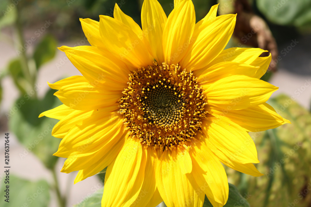 Sunflower in the garden Sunflower in the garden