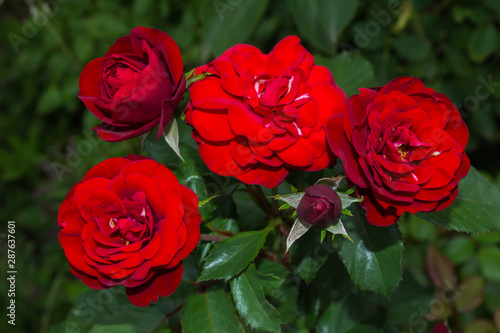 Beautiful blooming red roses in the garden. Bright daylight. Closeup of roses. Soft selective focus.