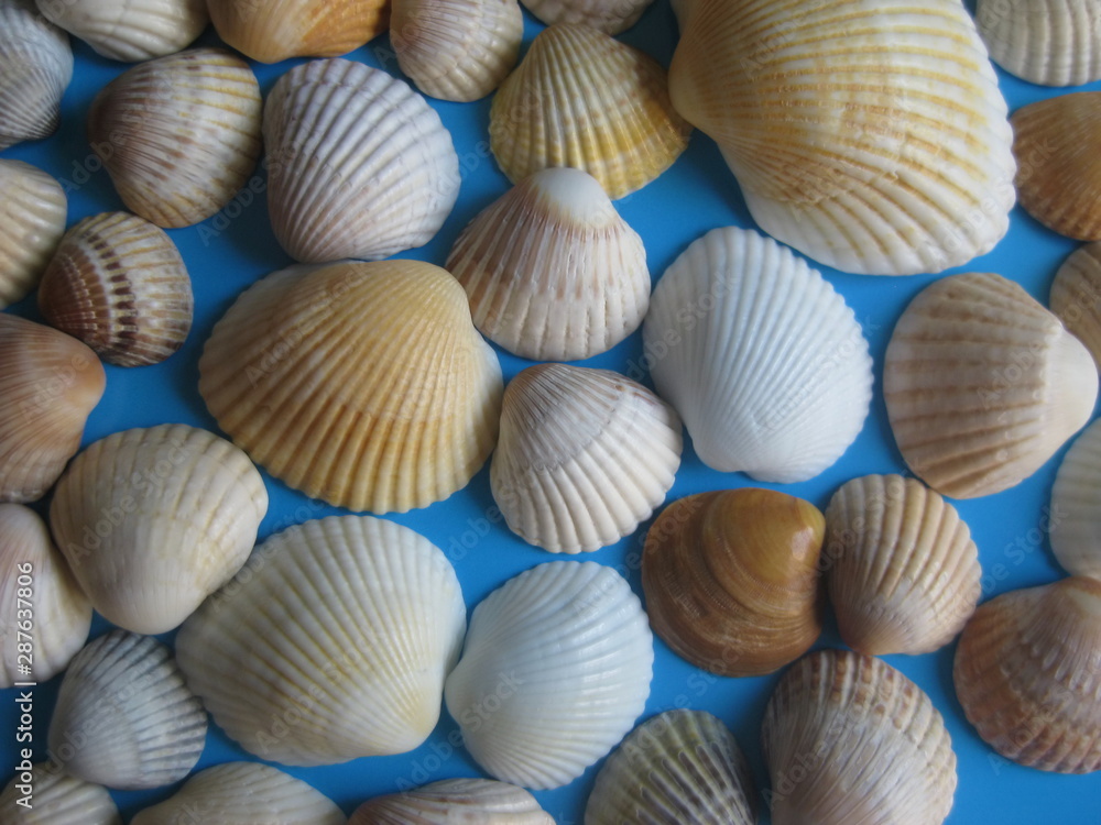 Close up of variety sea shells on blue background