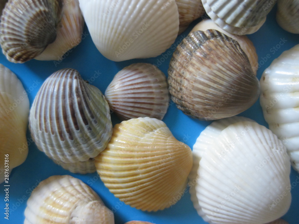 Close up of variety sea shells on colored background