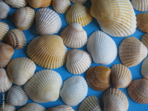 Close up of variety sea shells on blue background