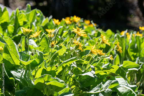 Mule Ears bloom in the Tahoe backcountry in early summer