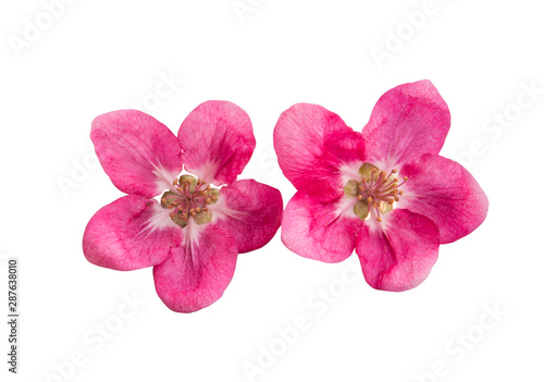 red apple tree flower isolated