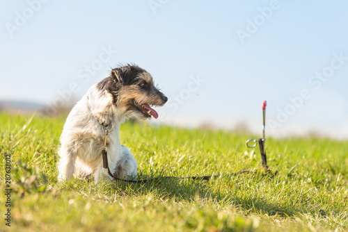 Jack russell Terrier dog is waiting tethered to a earth hook in the meadow