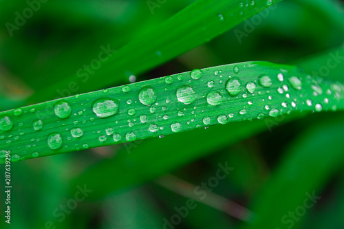 Raindrops on the grass, dewdrops on green leaves in the rainy season. Summer natural background.