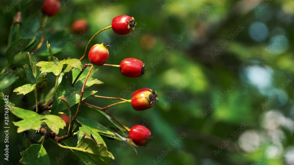 Ripening Hawthorn on slight breeze - (4K) Ripening Hawthorn on slight breeze - (4K)