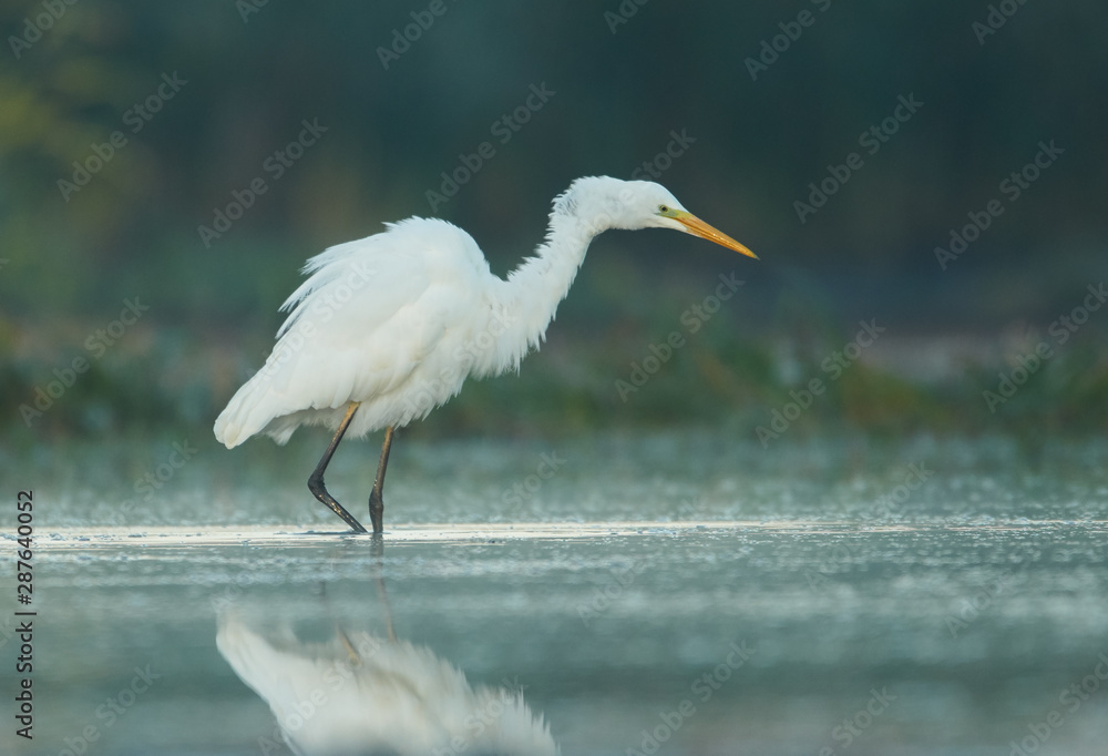 Great white egret (Egretta alba)