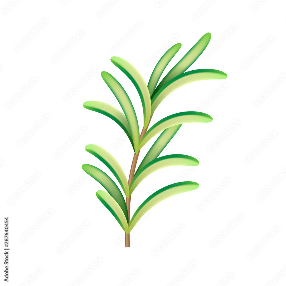 Fototapeta premium Realistic fresh rosemary herb. Isolated vector element for advertising placard or banner. Vector illustration on white isolated background