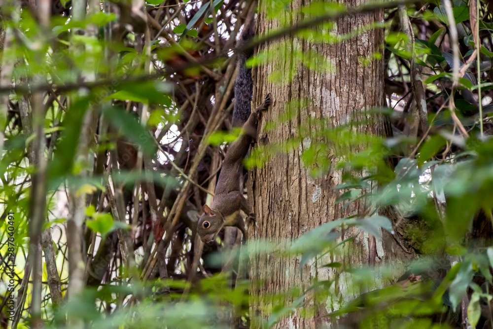 Brazilian squirrel photographed in Conceicao da Barra, Espirito Santo. Southeast of Brazil. Atlantic Forest Biome. Picture made in 2013.