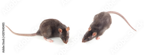 rat close-up isolated on white background photo
