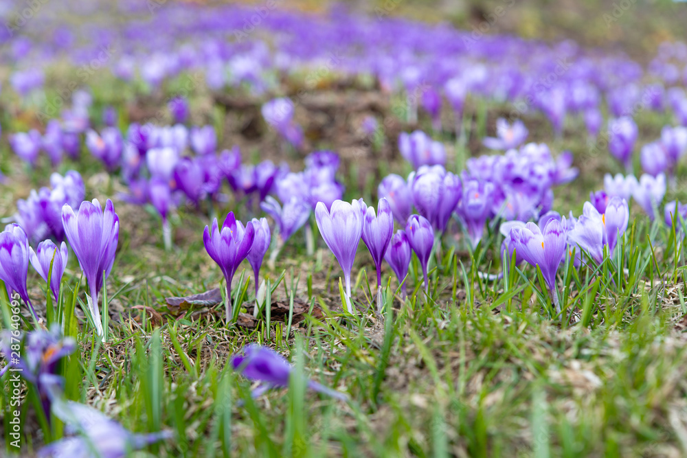 saffron blooming in early spring in the meadow saffron blooming in early spring in the meadow