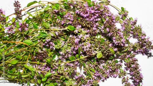 Useful herb oregano.Background of oregano.Oregano. photo