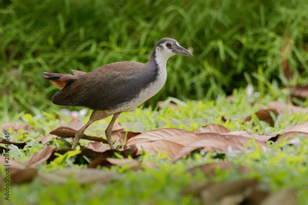 White-breasted Waterhen - Amaurornis phoenicurus waterbird of the rail and crake family, Rallidae, widely distributed across South and Southeast Asia, dark slaty birds with white face, breast and bell White-breasted Waterhen - Amaurornis phoenicurus waterbird of the rail and crake family, Rallidae, widely distributed across South and Southeast Asia, dark slaty birds with white face, breast and bell