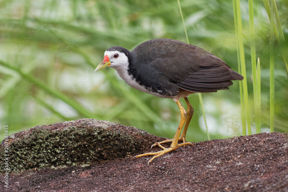 Fototapeta premium White-breasted Waterhen - Amaurornis phoenicurus waterbird of the rail and crake family, Rallidae, widely distributed across South and Southeast Asia, dark slaty birds with white face, breast and bell