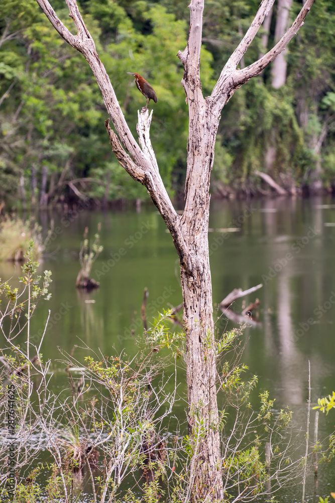 Fototapeta premium Rufescent Tiger Heron photographed in Conceicao da Barra, Espirito Santo. Southeast of Brazil. Atlantic Forest Biome. Picture made in 2013.