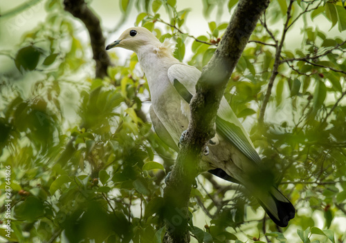Pied Imperial-Pigeon - Ducula bicolor is large, pied pigeon, found in forest, woodland, mangrove, plantations and scrub in Southeast Asia, from Myanmar and Thailand, Indonesia to the Philippines