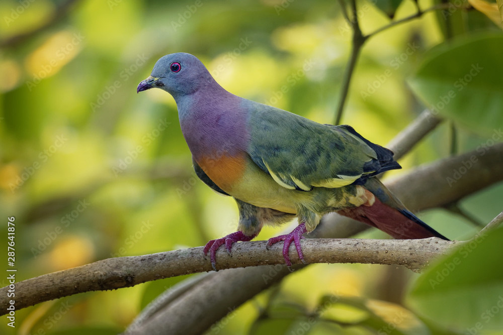 Pink-necked Green-Pigeon - Treron vernans species of bird family, Columbidae, common in Southeast Asia, from Myanmar and Vietnam south through to islands of Indonesia and the Philippines