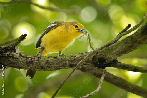Common Iora - Aegithina tiphia small yellow and black passerine bird found across the tropical Indian subcontinent with populations showing plumage variations, hunting insects - mantis photo