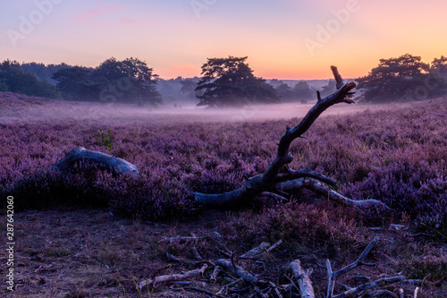 Brunsummerheide a national park in South Limburg in the Netherlands with morning fog over the field in bloom and amazing colours in the sky photo