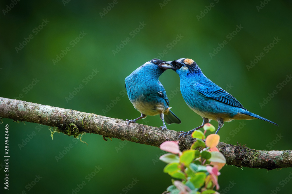 Tangara ruficervix, Golden-naped tanager The two birds are perched on the branch in nice wildlife natural environment of Ecuador and preparing to mate..
