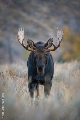 Alces alces shirasi, Moose, Elk is standing in dry grass, in typical autumn environment, majestic animal proudly wearing his antlers, ready to fight for an ovulating hind,Yellowstone,USA © Petr Šimon