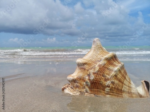 Big seashell on the sand by the sea