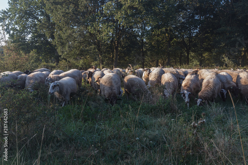 A herd of sheep in the national park Brunssummerheide (translation Brunsummer meadows) grazing and looking for food photo