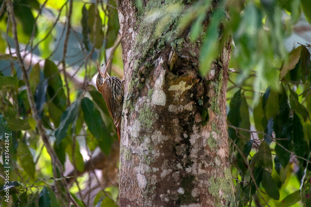 Scaled Woodcreeper photographed in Conceicao da Barra, Espirito Santo. Southeast of Brazil. Atlantic Forest Biome. Picture made in 2013. Scaled Woodcreeper photographed in Conceicao da Barra, Espirito Santo. Southeast of Brazil. Atlantic Forest Biome. Picture made in 2013.