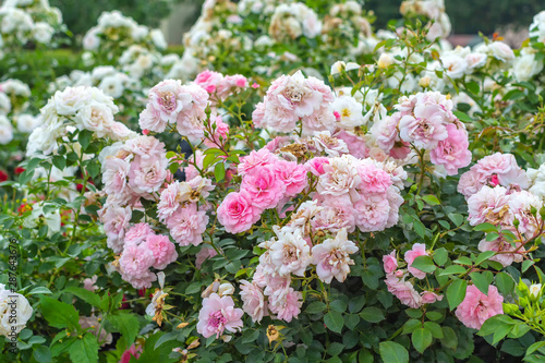 Blooming tea roses on the rosebush