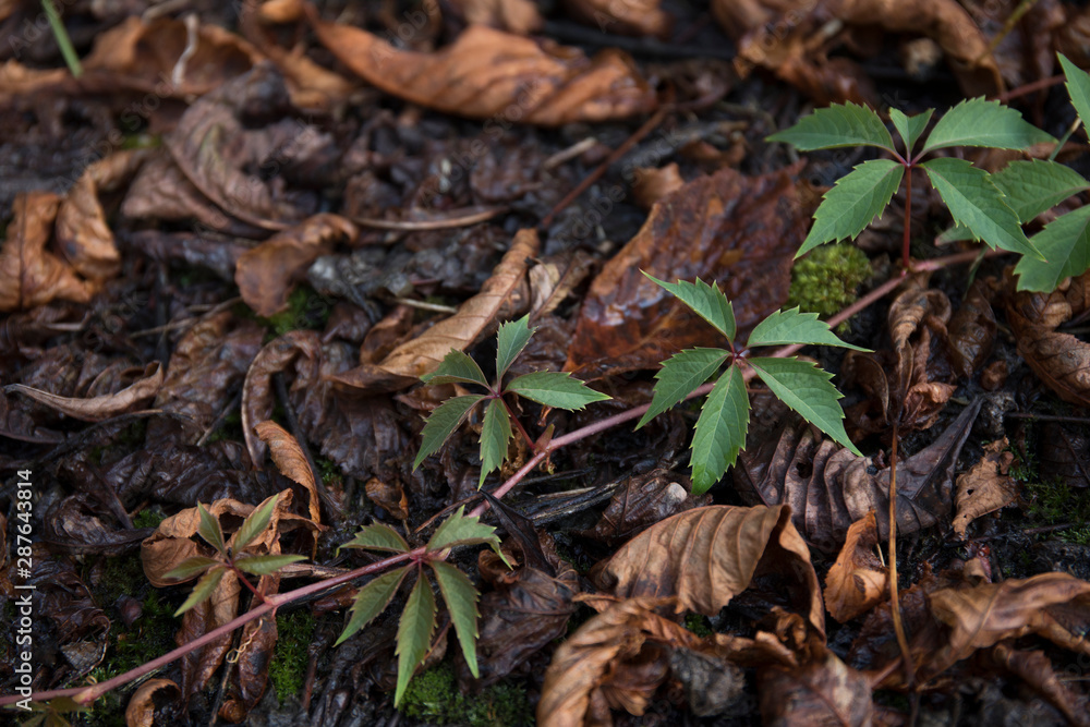 Dry leaves on ground. Gray and brown leaves cover surface of ground is beauty pattern background in forest. Dry leaves on ground. Gray and brown leaves cover surface of ground is beauty pattern background in forest.