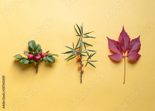 Rose hip  sea buckthorn and purple leaf on yellow background autumn concept minimal