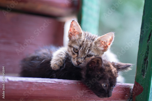 Two homeless small kittens on stairs in cold rainy weather abandoned animals