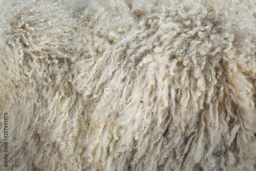 Sheep skins. Close-up. Texture, background.