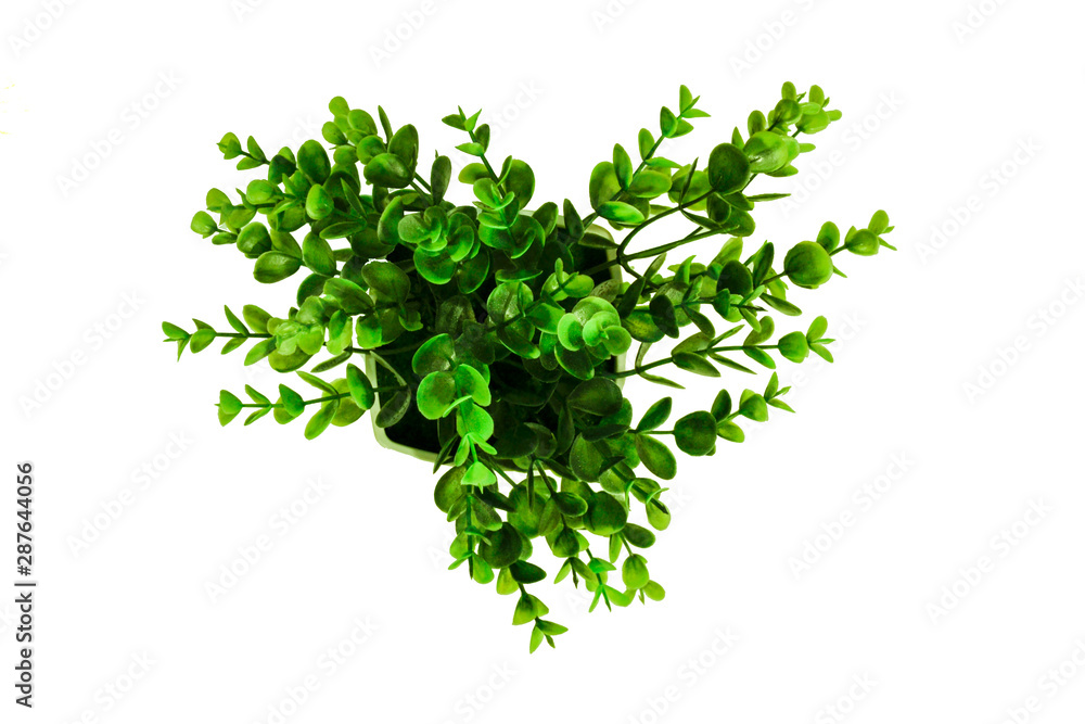 Green Plant Isolated Top View From Abobe Mock Up On White Background Green Plant Isolated Top View From Abobe Mock Up On White Background
