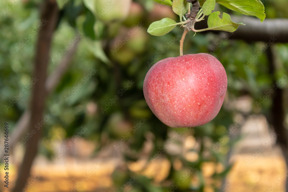 Obraz premium Closeup Apple Branch With Fruit