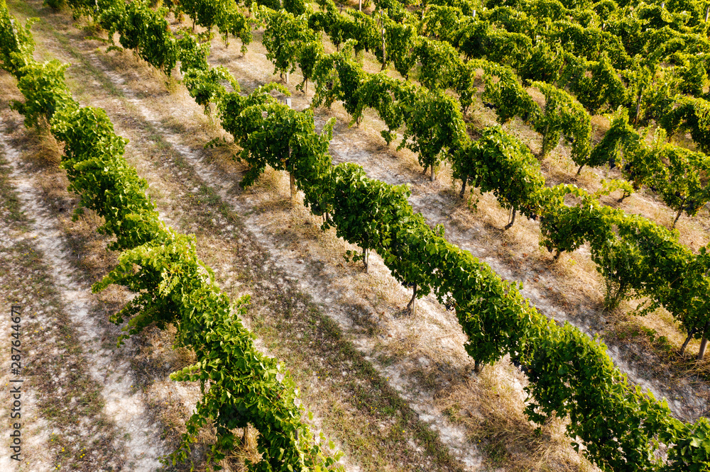 Beautiful valley in Tuscany, Italy. Vineyards and landscape Beautiful valley in Tuscany, Italy. Vineyards and landscape