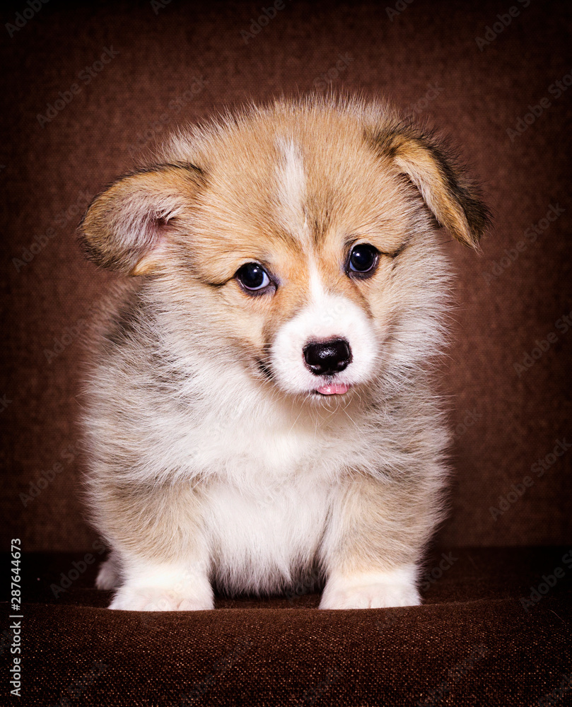 puppy lies on the couch, welsh corgi breed puppy lies on the couch, welsh corgi breed
