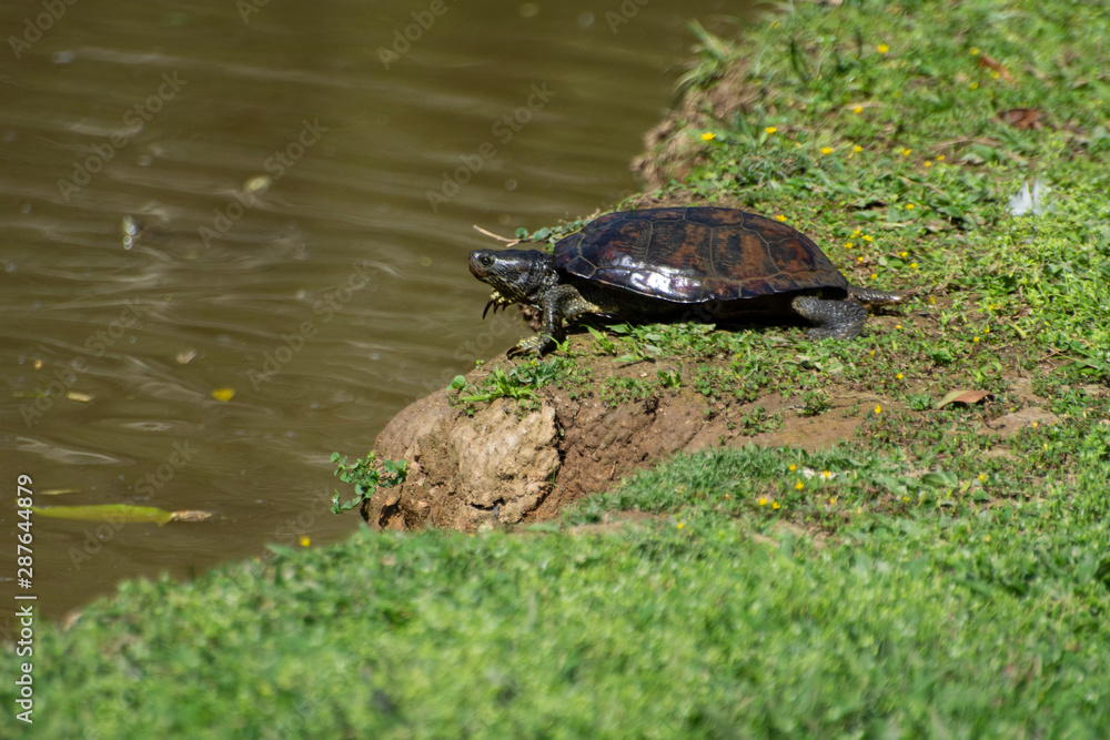 Obraz premium Tartaruga