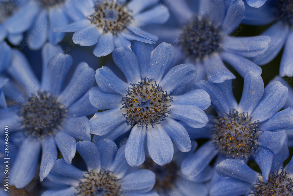 Bunch of blue flowers