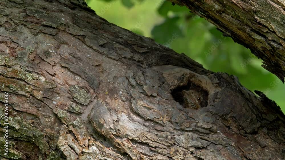 Eurasian wryneck (Jynx torquilla) feeding chicks in nest Eurasian wryneck (Jynx torquilla) feeding chicks in nest