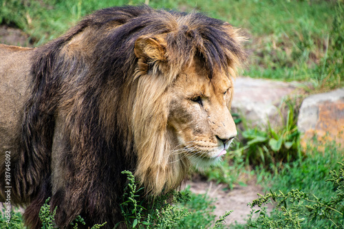 Fototapeta Naklejka Na Ścianę i Meble -  Asiatic lion (Panthera leo persica). A critically endangered species.
