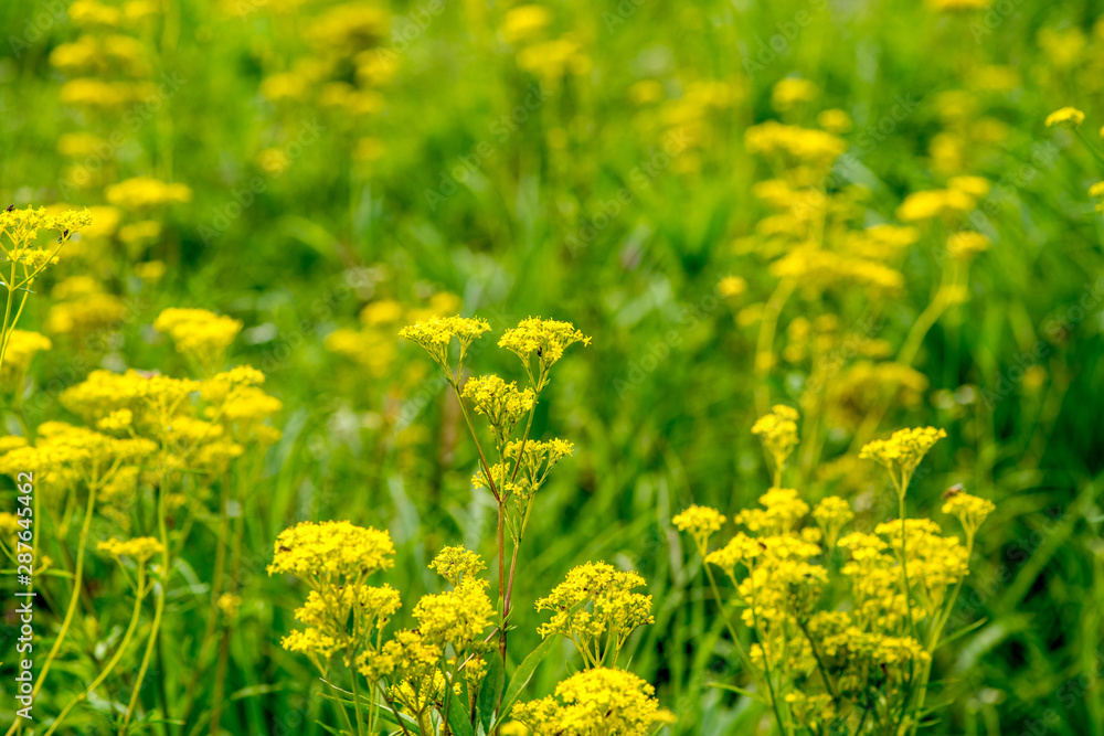 Obraz premium 瀬の本高原のオミナエシ