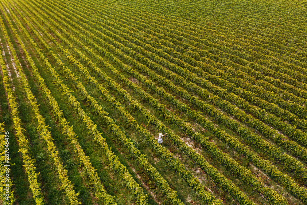 Aerial view of beautiful girl in hat stands on large vineyard plantation.