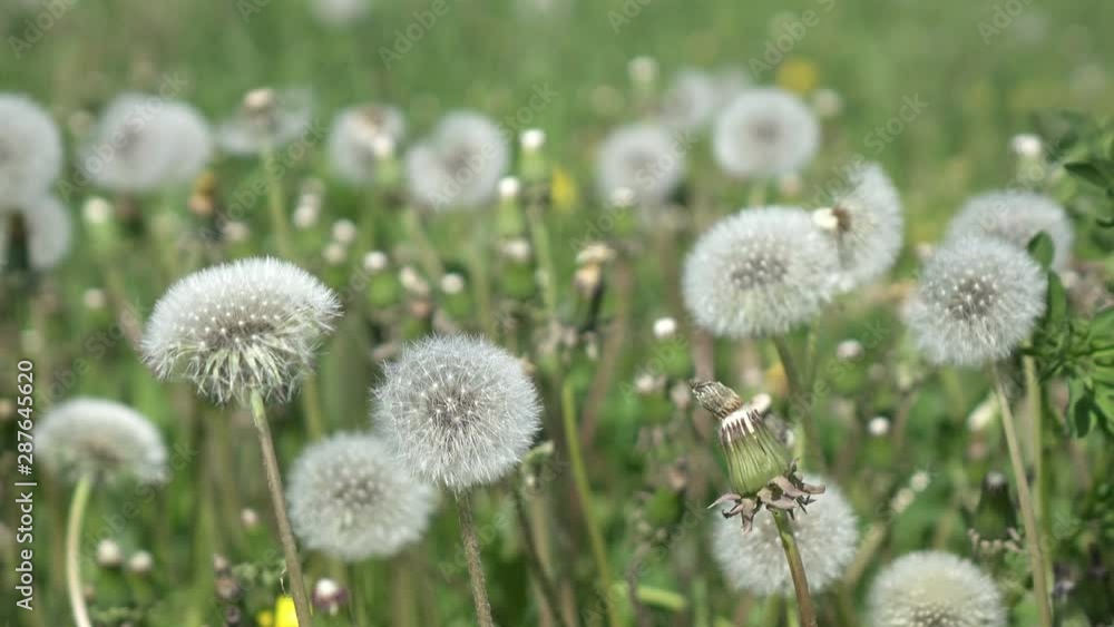 White dandelion field in summer sunny day against the background of the sky with white clouds White dandelion field in summer sunny day against the background of the sky with white clouds