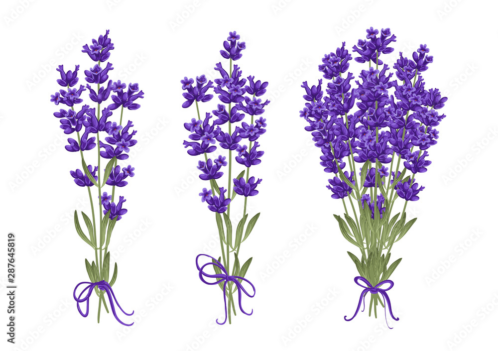 Fototapeta Bouquet of lavender flowers. Vector illustration EPS 10