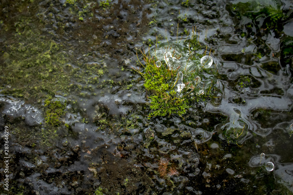 Close up of moss with frozen water Close up of moss with frozen water