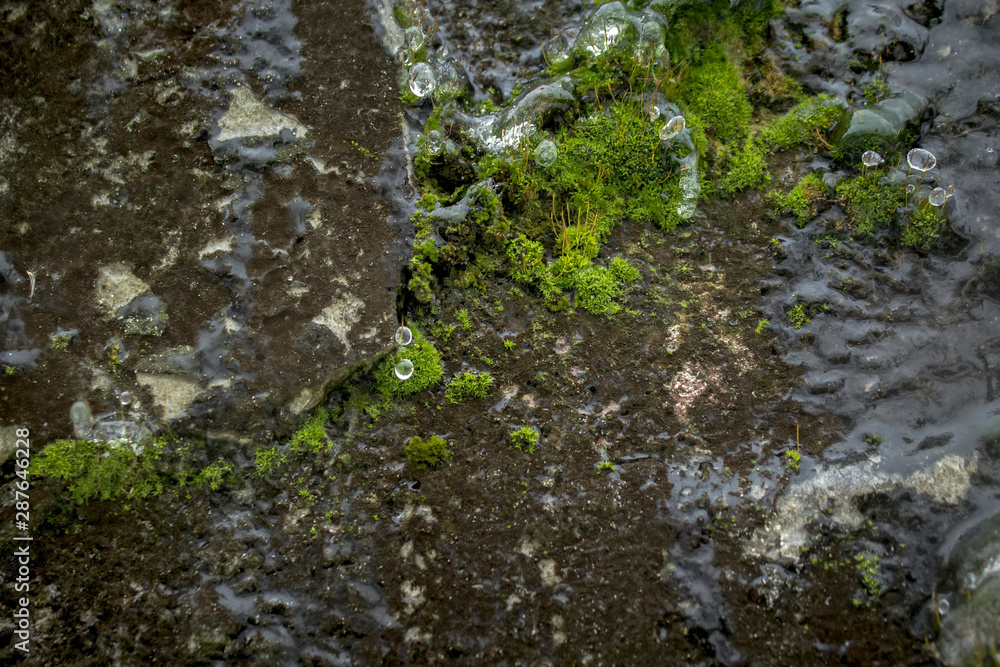 Close up of moss with frozen water Close up of moss with frozen water