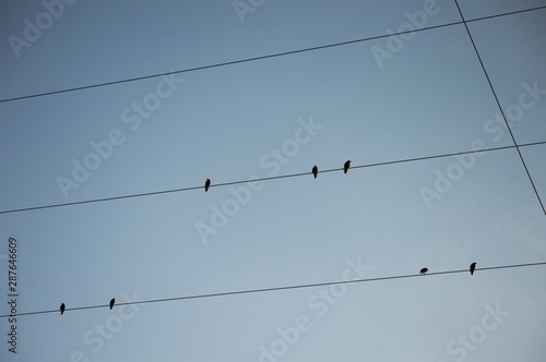 Birds on an electrical wire for electric power transport and supply