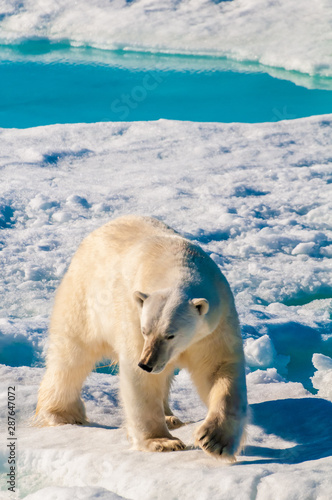 Polar bear walking on a large ice pack in the Arctic Circle, Barentsoya, Svalbard, Norway photo